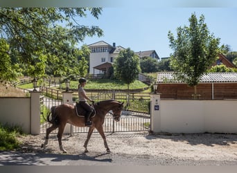 Droomperceel van 2.075 m² voor paarden en mensen met bouwrecht voor een paardenstal in Lonnig/Rheinl