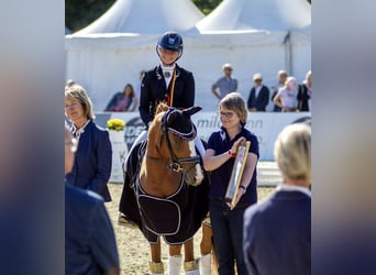 Erfolgreiche Berufsreiterin sucht Reitanlage zur Pacht