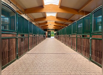 Exclusief manegecomplex bij Nationaal Park Eifel – hoogwaardige uitrusting en korte afstanden