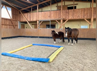 Exclusief manegecomplex met binnenbak en diverse woonmogelijkheden in Hessen