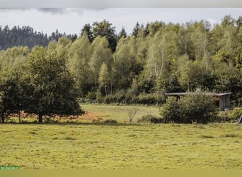 Exclusief paardenpension in de Vogezen
