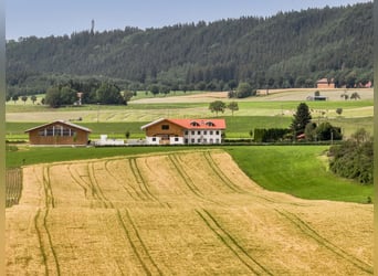 Exklusive Reitanlage mit Mehrfamilienhaus (4 WE) im Allgäu