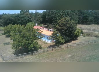 Finca met huis en privé hippisch centrum