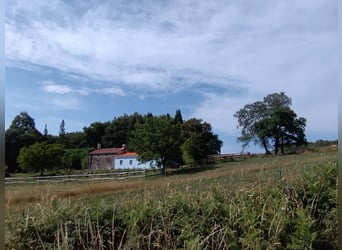 Finca met huis en privé hippisch centrum