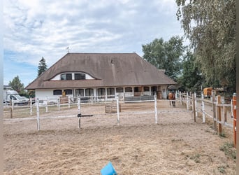 Groot paardenpension met een uitzonderlijk woonhuis, vijf wooneenheden, rijhal en veelzijdig in gebr