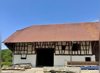 Historisch landgoed met landbouw op een afgerond terrein van 40 hectare en paardenhouderij, nabij he
