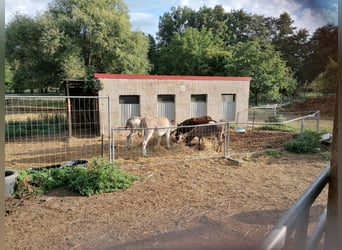 Historisch vierkantboerderij met herenhuis en potentieel voor paardenhouderij