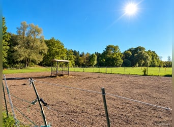 Houden van paarden op ongeveer 1,7 hectare eigen land net buiten München