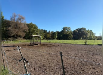 Houden van paarden op ongeveer 1,7 hectare eigen land net buiten München
