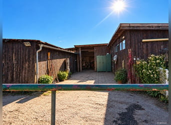 Houden van paarden op ongeveer 1,7 hectare eigen land net buiten München