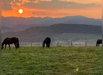 Internationale Reitsportanlage bei Basel V13625