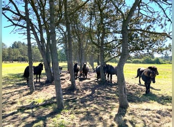 ISLANDGESTÜT MIT 62 HEKTAR IN NORDJÜTLAND ZU KAUFEN