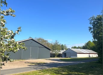 ISLANDGESTÜT MIT 62 HEKTAR IN NORDJÜTLAND ZU KAUFEN