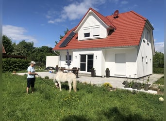 Kleine Reitanlag mit Wohnhaus zu Verkaufen