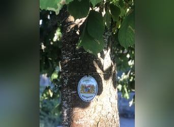 Kleine Reitanlag mit Wohnhaus zu Verkaufen