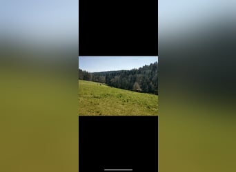 Moderne Reitanlage mit Ausbaupotenzial 