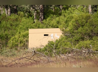 Mooi landgoed met cortijo in Salamanca – 200 hectare