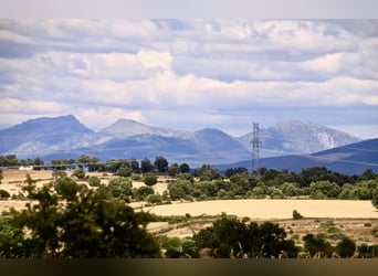 Mooi landgoed met cortijo in Salamanca – 200 hectare