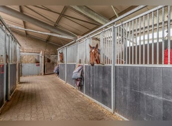 Ontdek een unieke kans in de wereld van de paardensport!