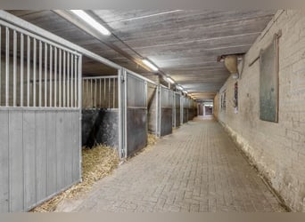 Ontdek een unieke kans in de wereld van de paardensport!