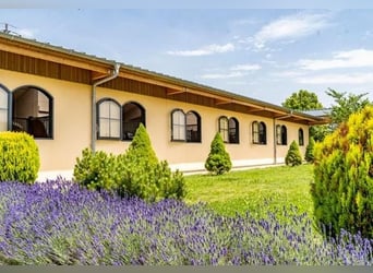 Oost-Zwitserland - Exclusief manegecomplex met een mediterrane villa en uitgestrekt landgoed