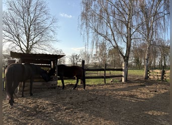 Open stalling // Paardenpension // Volpension