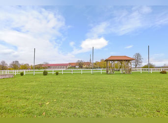 Paardenaccommodatie te koop in het Main-Kinzig-Kreis, gelegen op een privéperceel – slechts een uur 