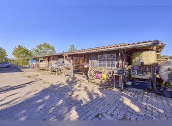 Paardenbedrijf te koop in de Landkreis Mainz-Bingen – op een aantrekkelijke locatie in Lörzweiler!