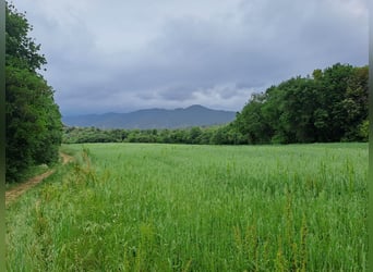 Paardenboerderij in Girona-Costa Brava, diverse mogelijkheden