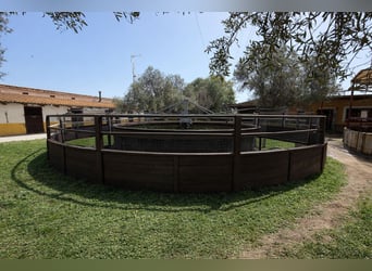Paardenboerderij in La Marina, Alicante, nabij (meter)