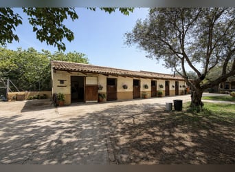 Paardenboerderij in La Marina, Alicante, nabij (meter)