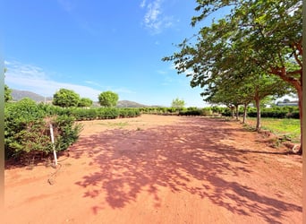 Paardenboerderij in Valencia