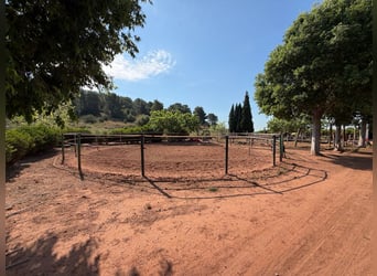 Paardenboerderij in Valencia