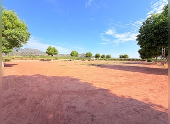 Paardenboerderij in Valencia
