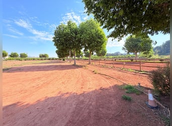 Paardenboerderij in Valencia