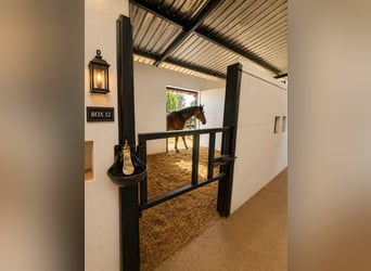 Paardeneigendom nabij de zee