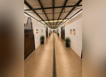 Paardeneigendom nabij de zee