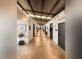 Paardeneigendom nabij de zee