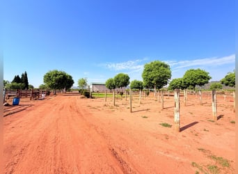 Paardenfinca in Castellón