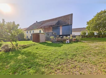 Paardenhouderij in Rijnland-Palts met 8 paardenstallen en een kleine binnenbak in Niederhambach!