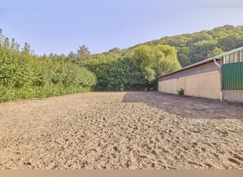 Paardenhouderij in Rijnland-Palts met 8 paardenstallen en een kleine binnenbak in Niederhambach!