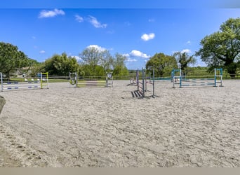 Paardenhouderij met vele mogelijkheden