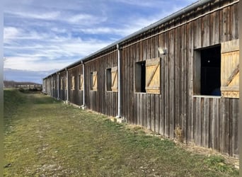 Paardenkweek- en handelsstal