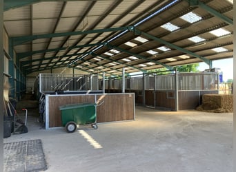 Paardenpension met woonst