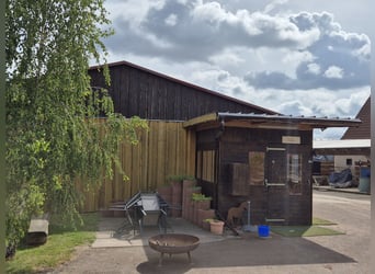 Paardenpension, pensionstall, therapiepaardenstal, fokkerijbedrijf