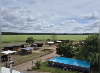 Paardenpension, pensionstall, therapiepaardenstal, fokkerijbedrijf