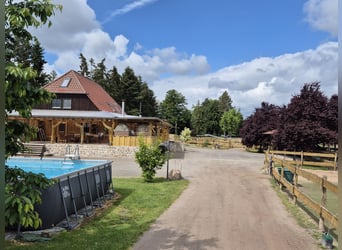 Paardenpension, pensionstall, therapiepaardenstal, fokkerijbedrijf