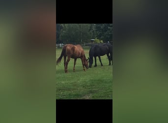 Paardenpension / Ruiterfaciliteit