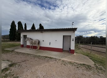 Paardensportcentrum in Noord-Castellón
