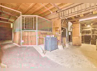 Paardenwoning in het Odenwald met twee woonhuizen en ruimte voor 5-10 paarden!